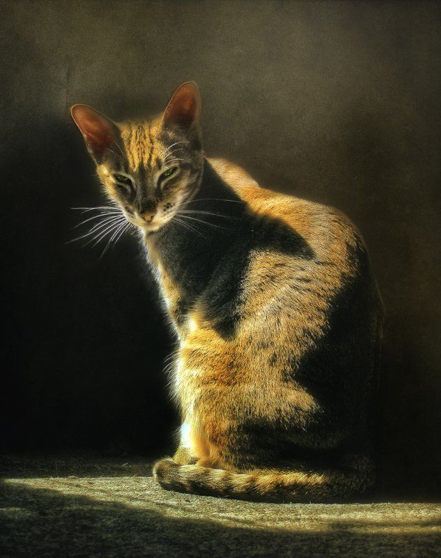 Кошка, которая глядела на короля... фото превью