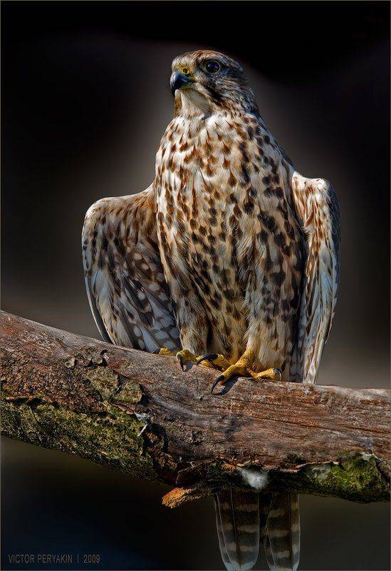 , Виктор Перякин