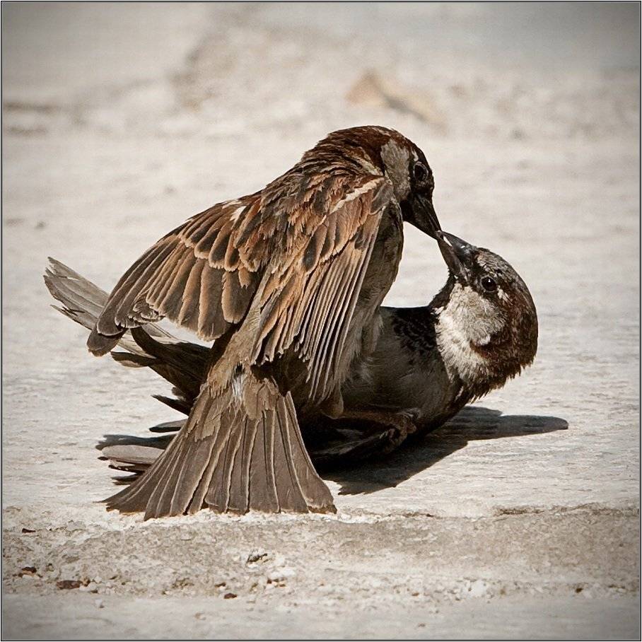 , Aleetet www.loft-photo.ru