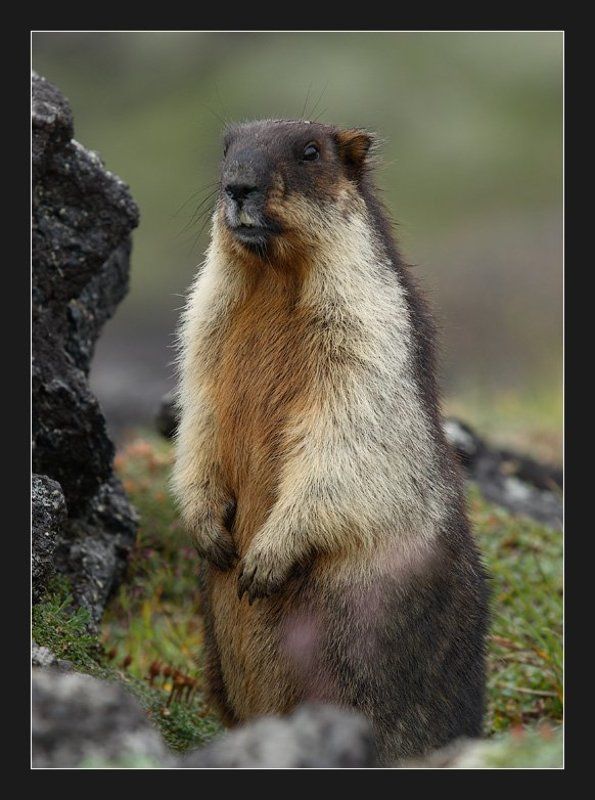 тарбаган, черношапочный сурок Меховой столбик фото превью