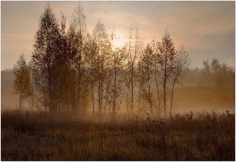 осень, туман, березки, утро Осеннее утро фото превью