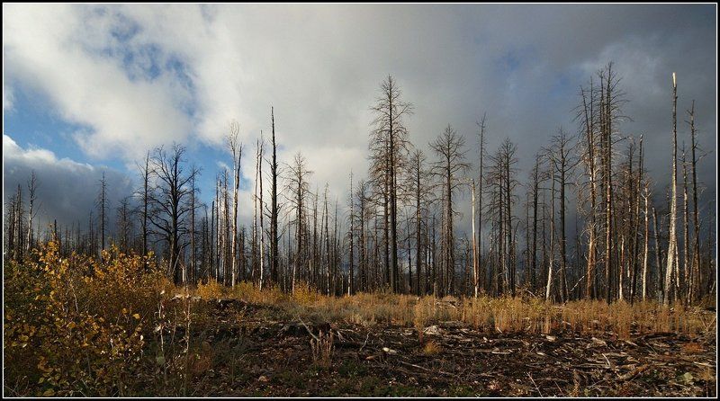 Осень в сгоревшем лесу фото превью