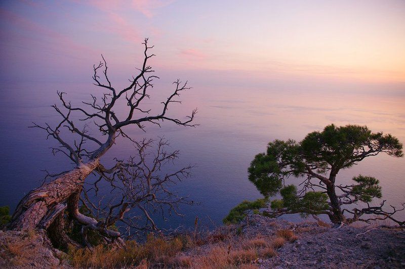 крым, дерево, закат Живое и мёртвое.. фото превью