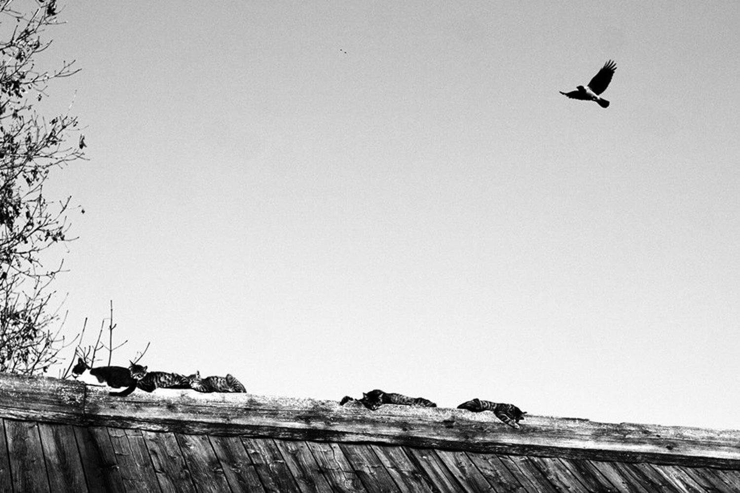 cats, sleeping, crow, ворона, коты, кошка, спит, Дмитрий Морозов