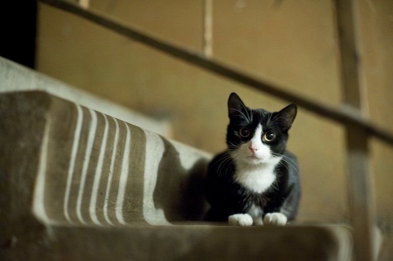 кот,время,жизнь,животные,свет,тень Мне баллы не нужны, мне бы погреться фото превью