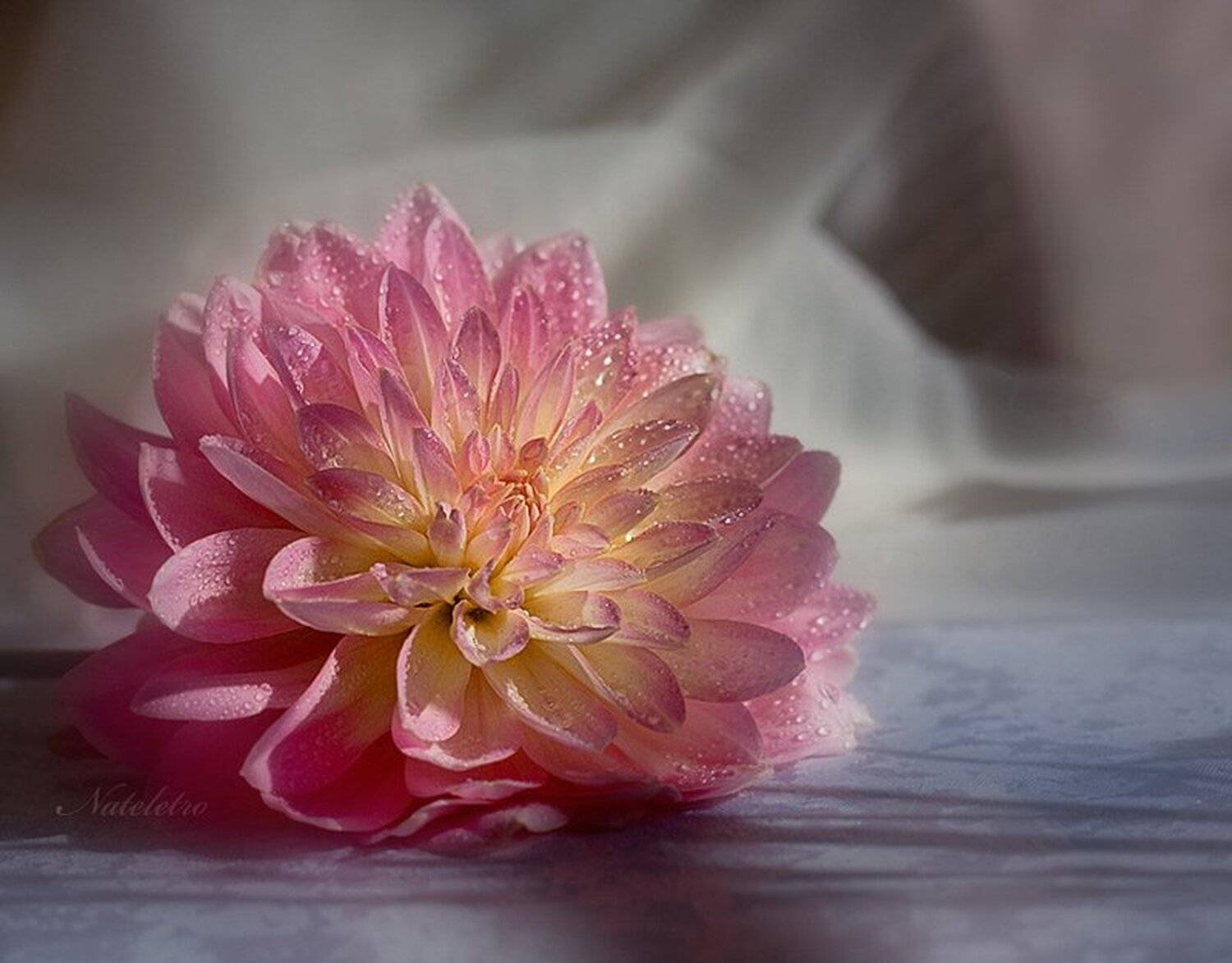 георгин, Nateletro