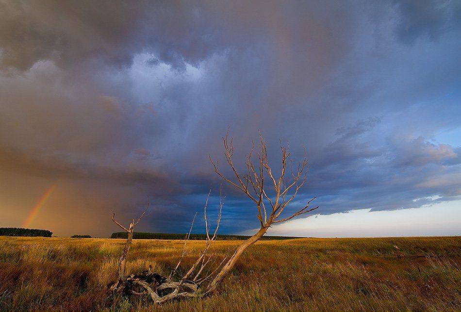 осень, поле, дерево, туча, радуга, гроза, Андрей Алексеев