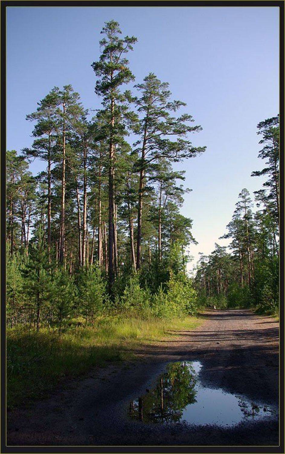 лес,дорога, Солодухин Виктор