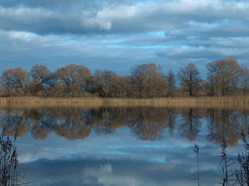 пруд, осень, вода, деревья,  отражения, камышь, облака Зеркальная гладь фото превью