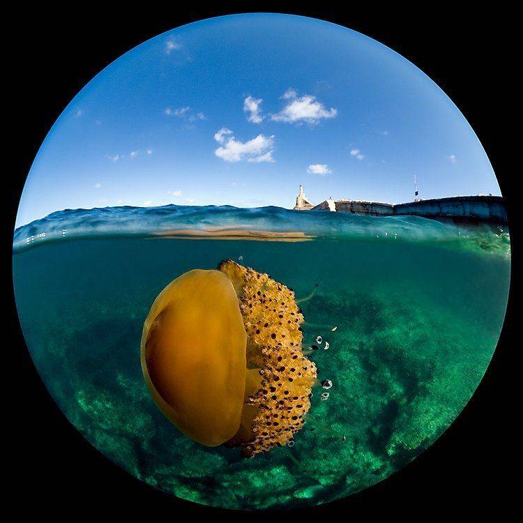 , Сергей Шанин