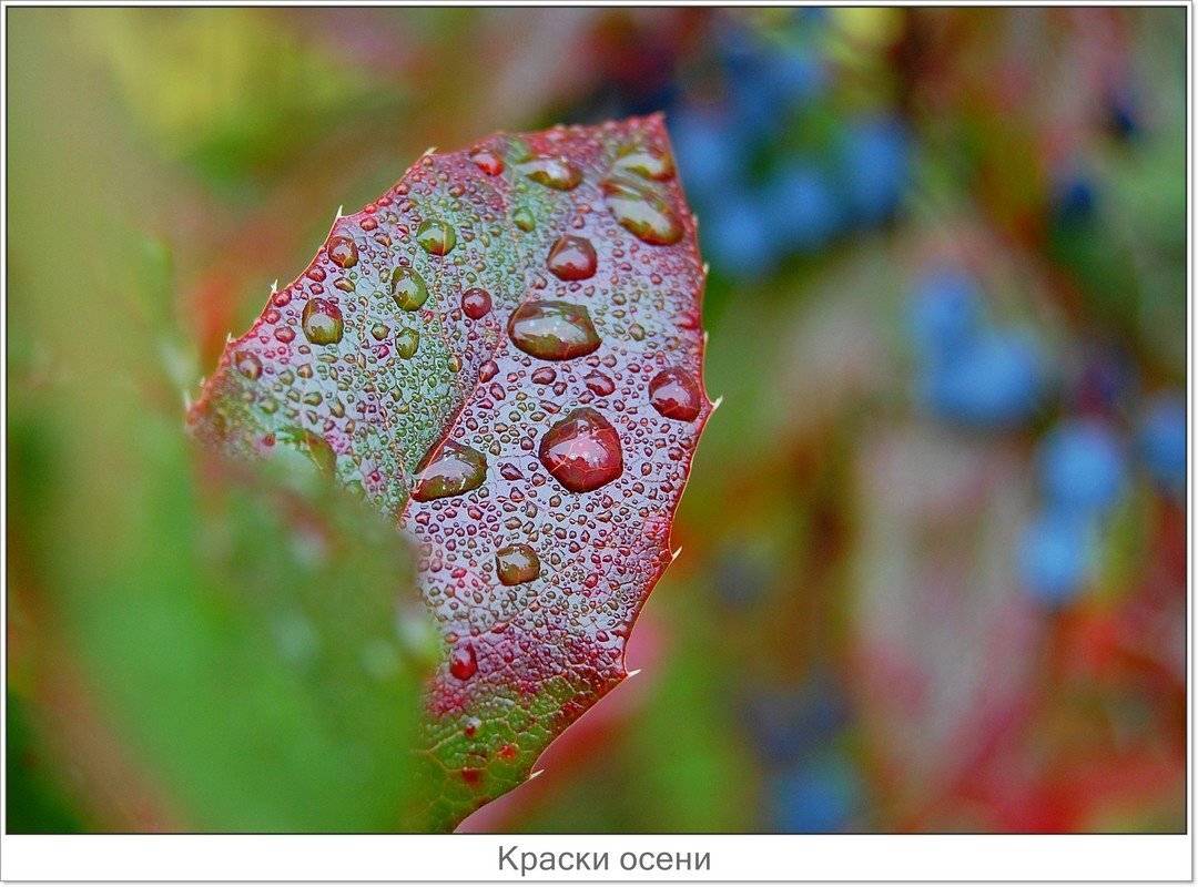 осень, Елена