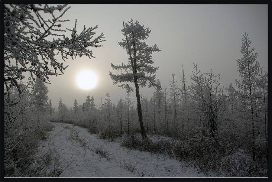 тайга,дорога,солнце,зима, Солодухин Виктор