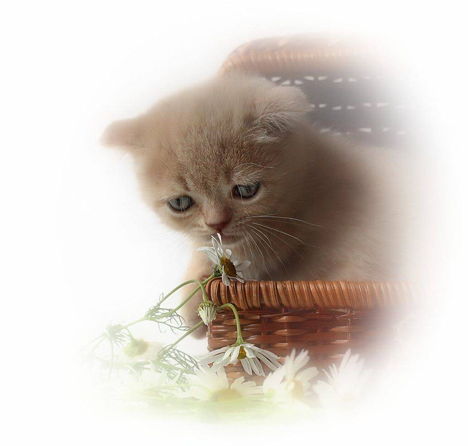 котёнок, ромашки, нежность, Nateletro