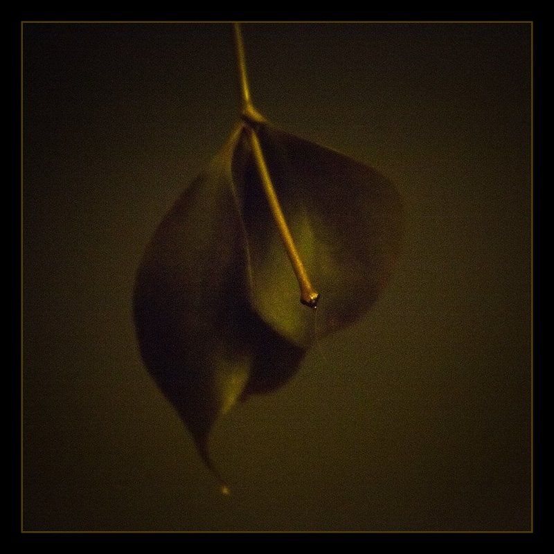 adobe, photoshop, lightroom, 3, beta Листья фото превью