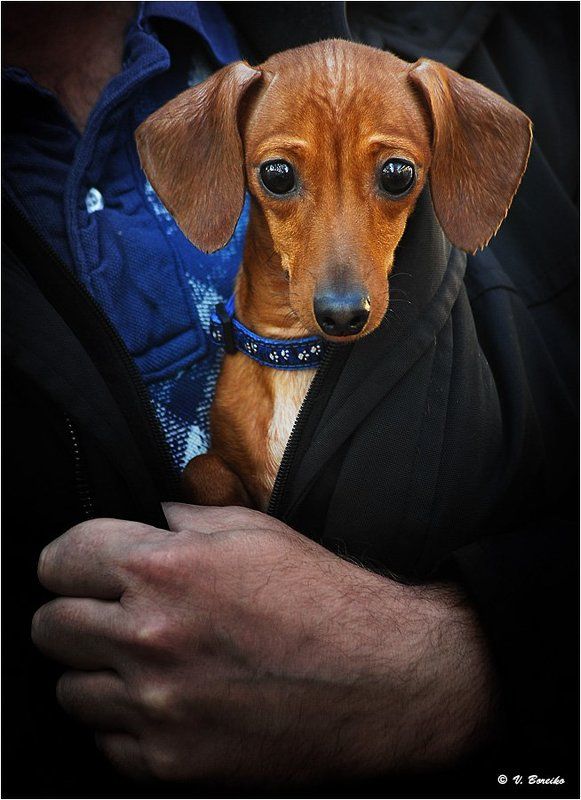 Защитница фото превью