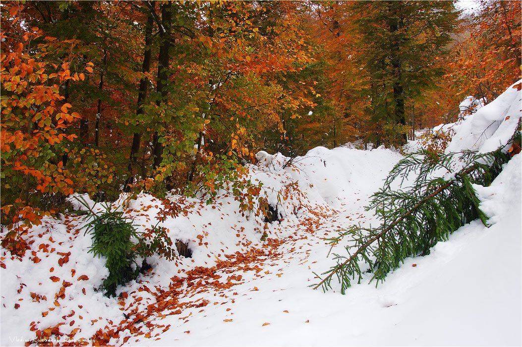 карпаты, горы, украина, Kolebidenko Vladimir