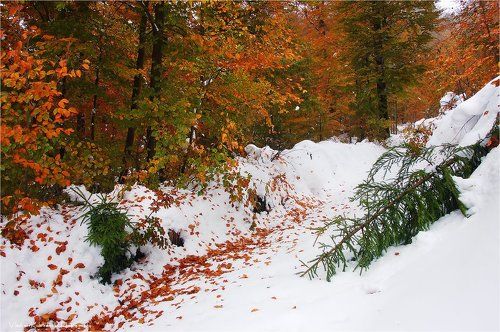 Зимо-осень2