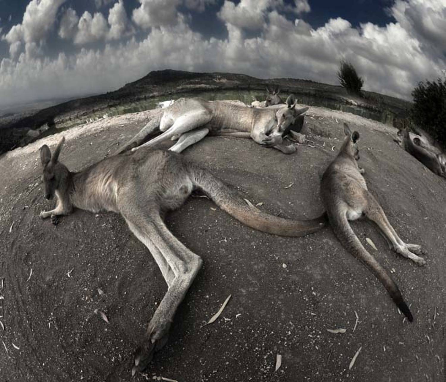 кенгуру, планета, сон, Татьяна Гориловская