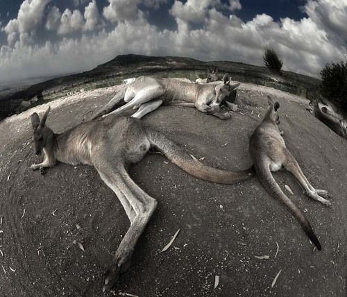 Планета сонных кенгуру...