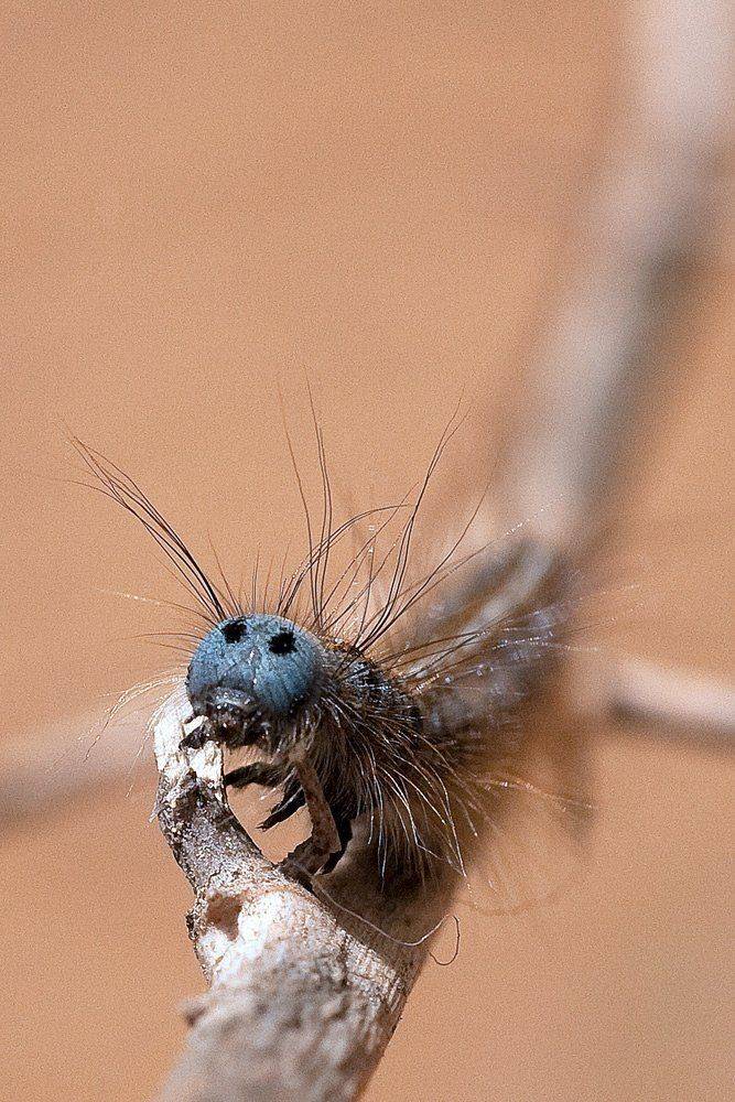 , Николай Шелепов