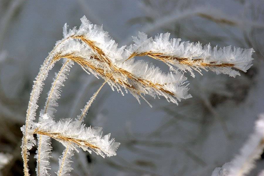 колоски,иней, Солодухин Виктор