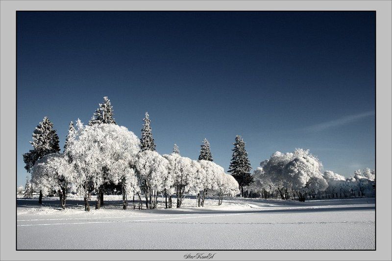 Ивы морозные фото превью