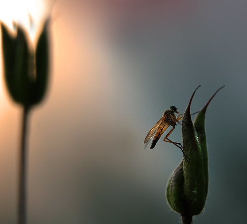 *** Сказка, рассказанная на ночь.. *** фото превью