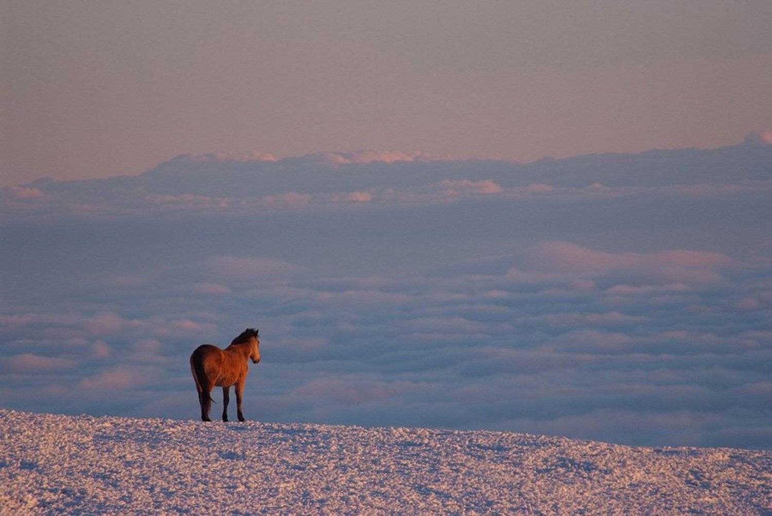 крым, облака, горы, лошадь, кони, Dmitriy Egorov