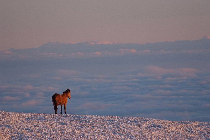 крым, облака, горы, лошадь, кони *** фото превью