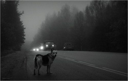 Я когда-то был псом...