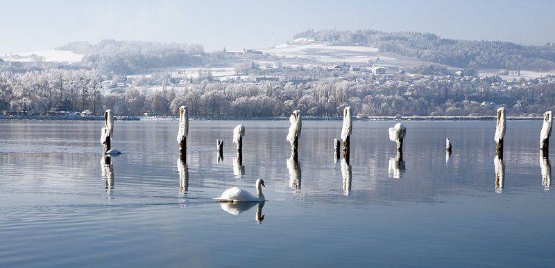 лебединое озеро фото превью
