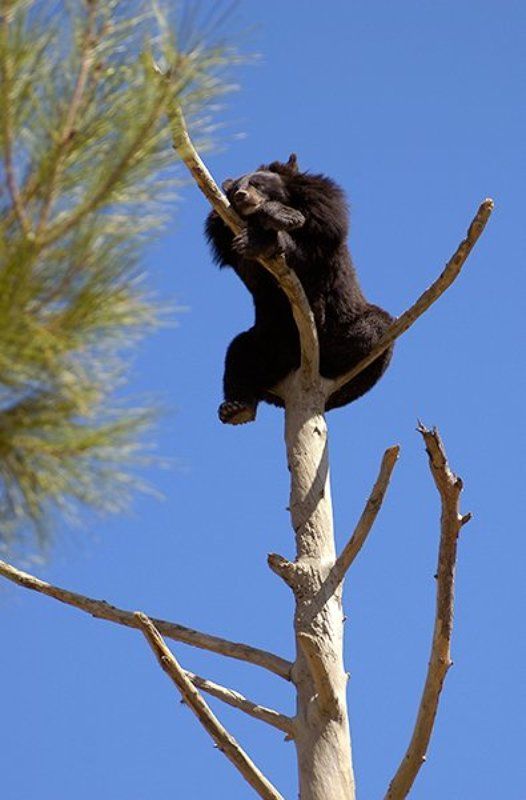 Siesta фото превью