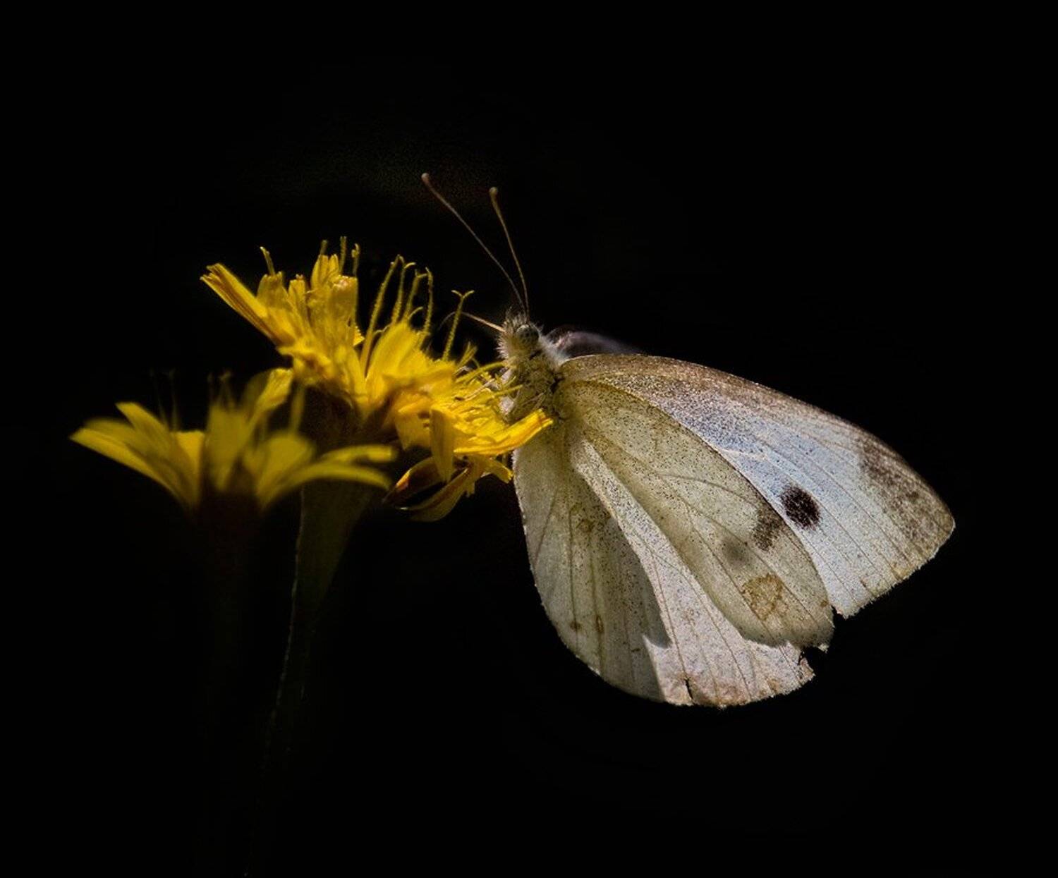 бабочка, одуванчик, Nateletro