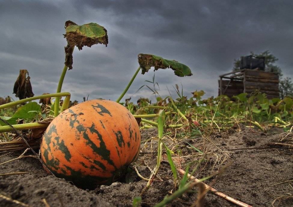 , Михаил Мочалов