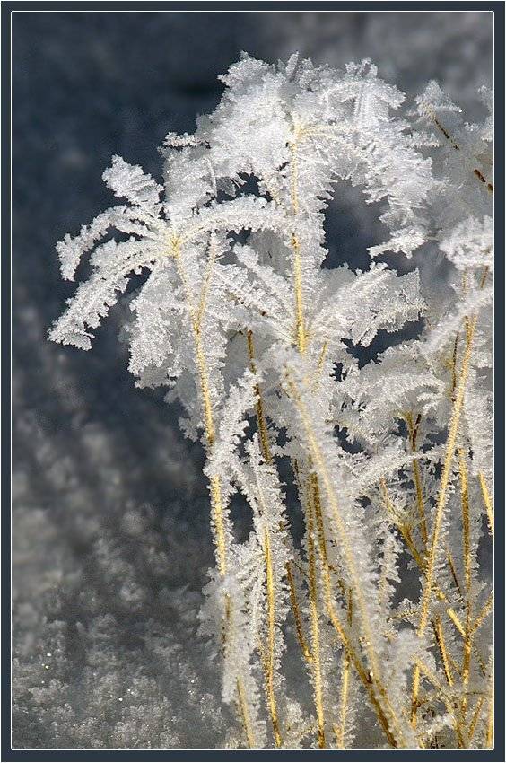 иней,трава, Солодухин Виктор