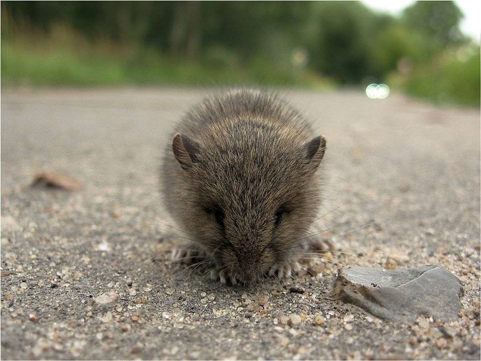 мышонок, КарОл