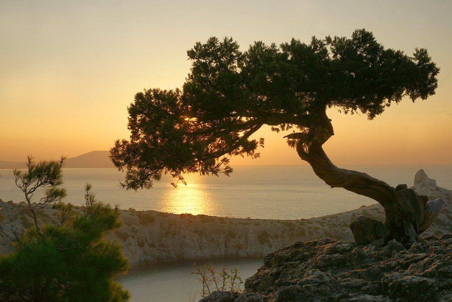 крым, дерево, рассвет., senjor