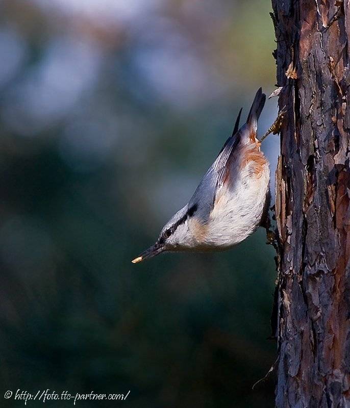 осень, дерево, поползень, зерно, фотоохота, Андрей Алексеев