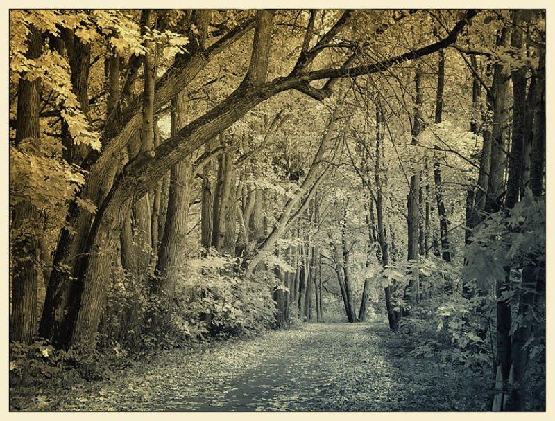 валентин, суханово старый парк Суханово. В старом парке осень... фото превью