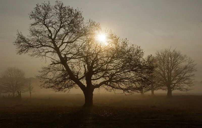 Просто дуб фото превью