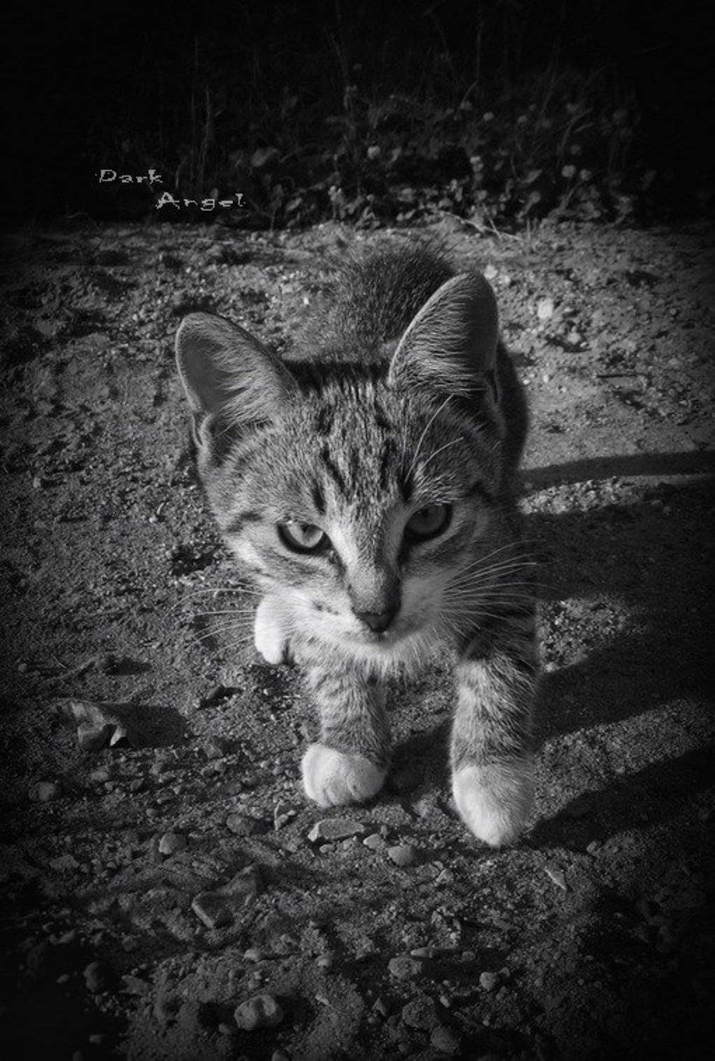 тигренок,луна, dark-angel