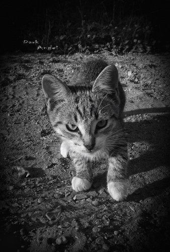 тигренок на луне