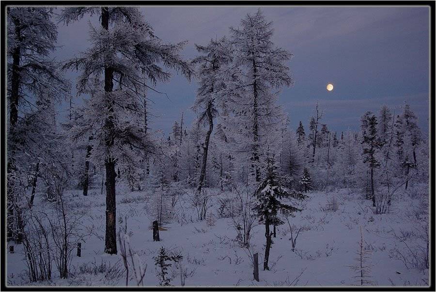 тайга,зима,сумерки, Солодухин Виктор