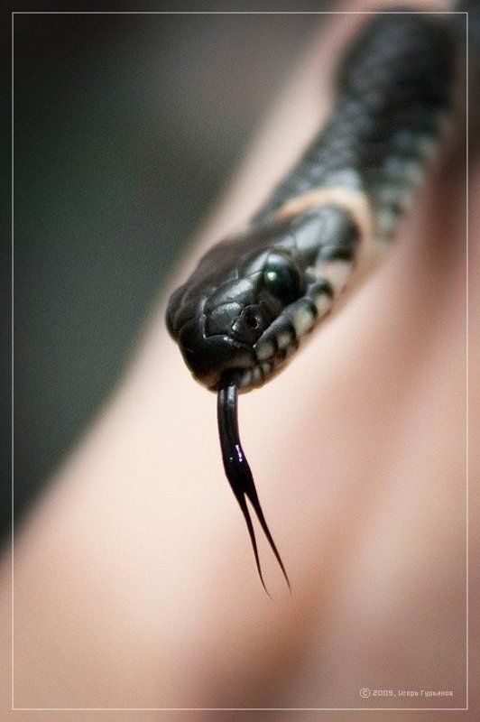 n48422m, змей, уж, гад Гад фото превью