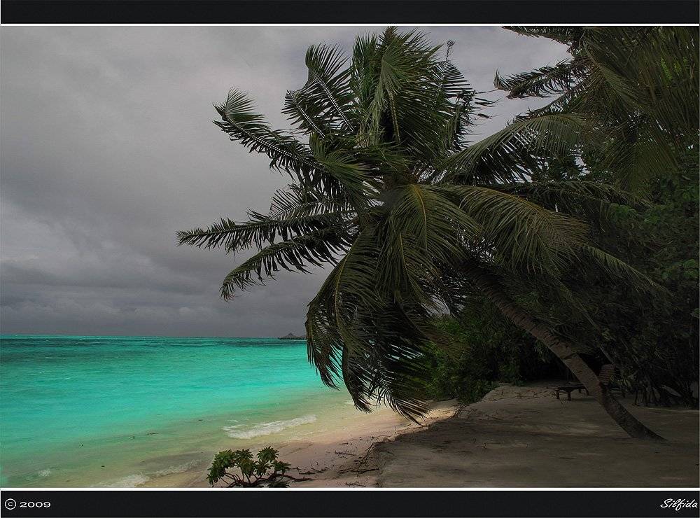 море, остров, пальмы, Silfida