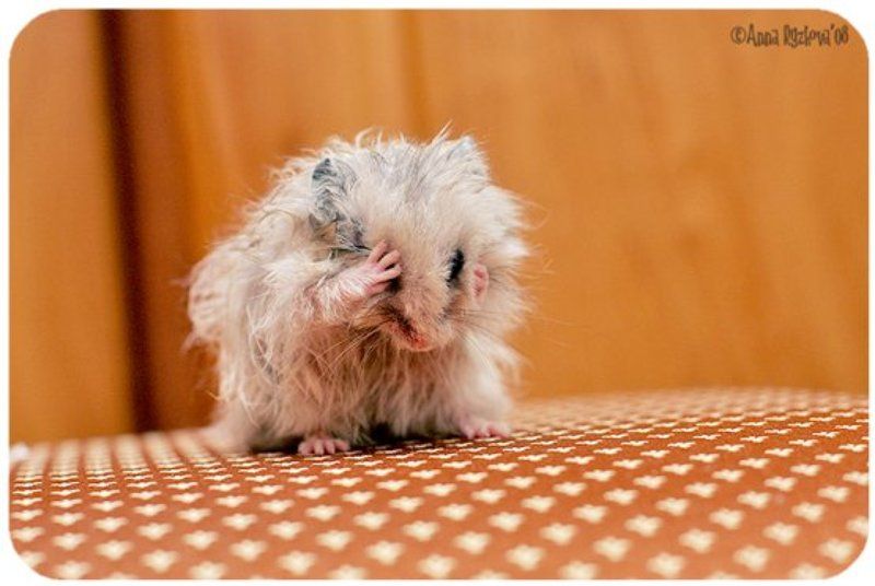 humster,pets обидели мышку... фото превью