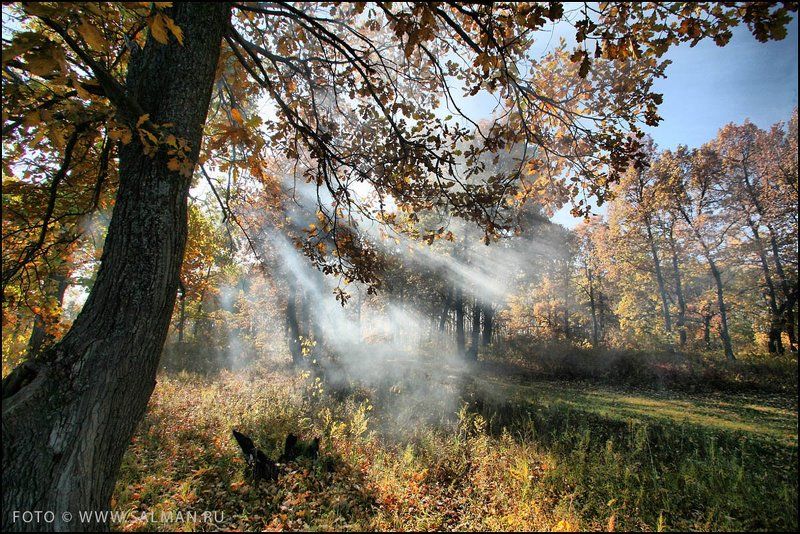 дубрава,осень, дубрава. фото превью