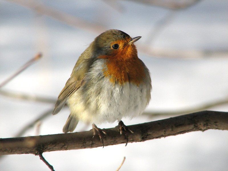 птица, малиновка, зарянка, зима Зимуем фото превью