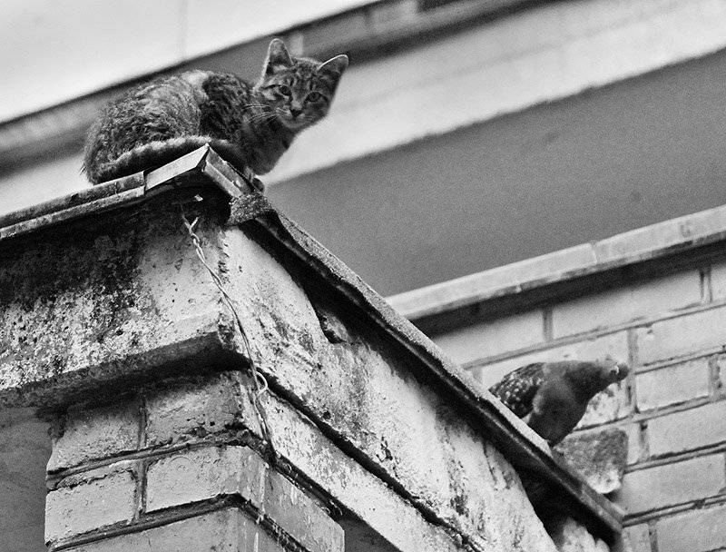 , Максим Юлдашев