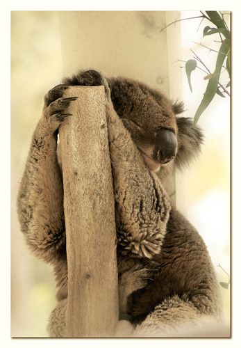 Спят усталые игрушки...